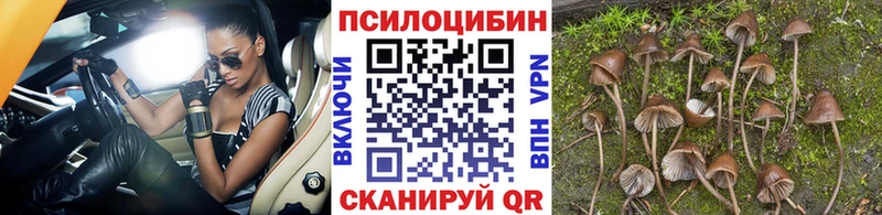 Купить  Сибай  Галлюциногенные грибы GOLDEN TEACHER 